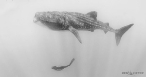 My friends is a graceful free diver and smoothly glides u... by Ken Kiefer 